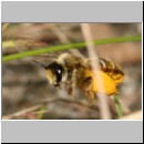 Dasypoda hirtipes - Hosenbiene w53b mit Pollen im Nestanflug.jpg